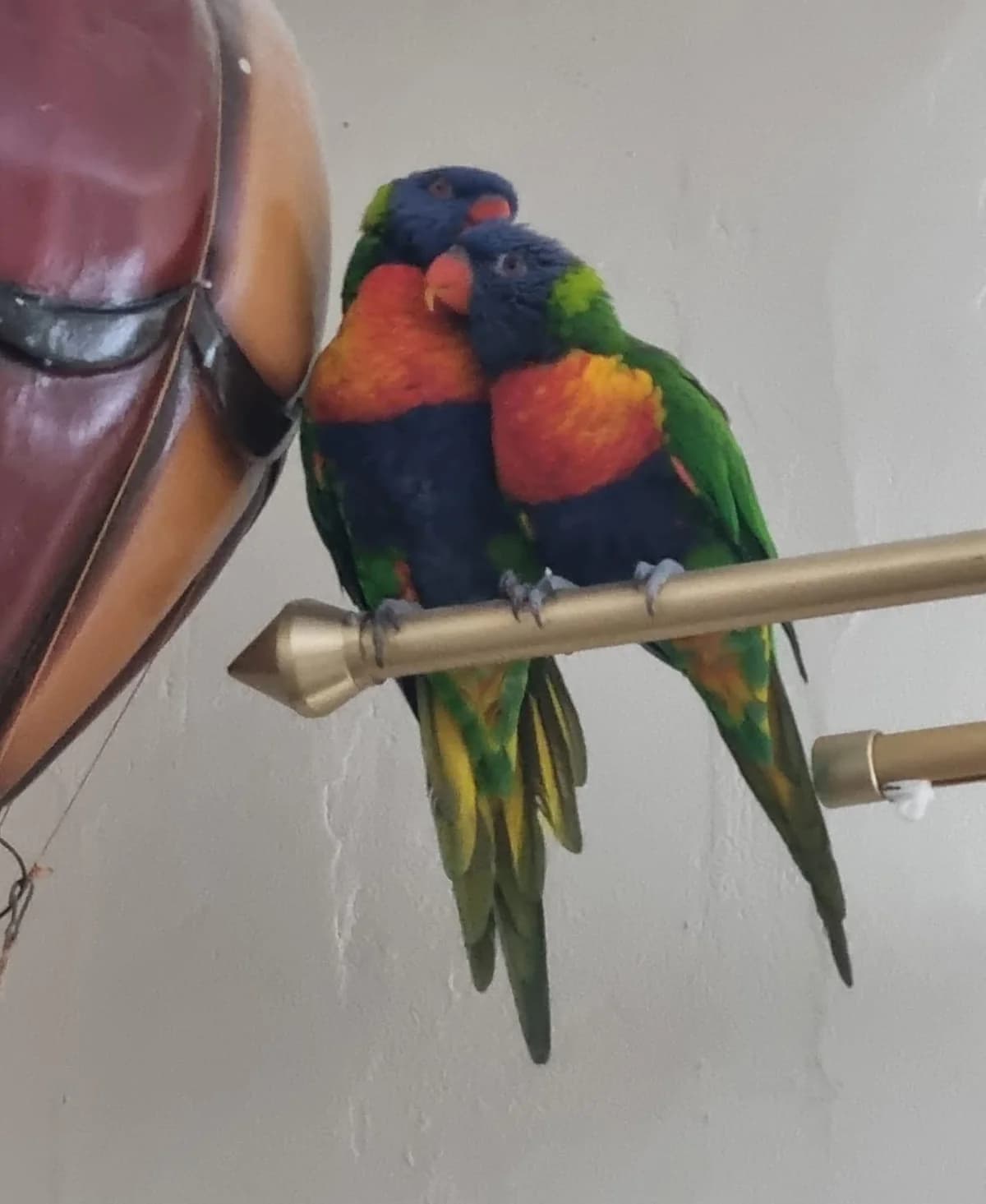 Lorie-Liebe, Mixed Breed for adoption at Tierheim Herford, Herford