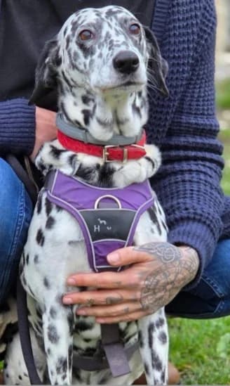 Luna, female Mixed Breed for adoption at Tierheim Herford, Herford