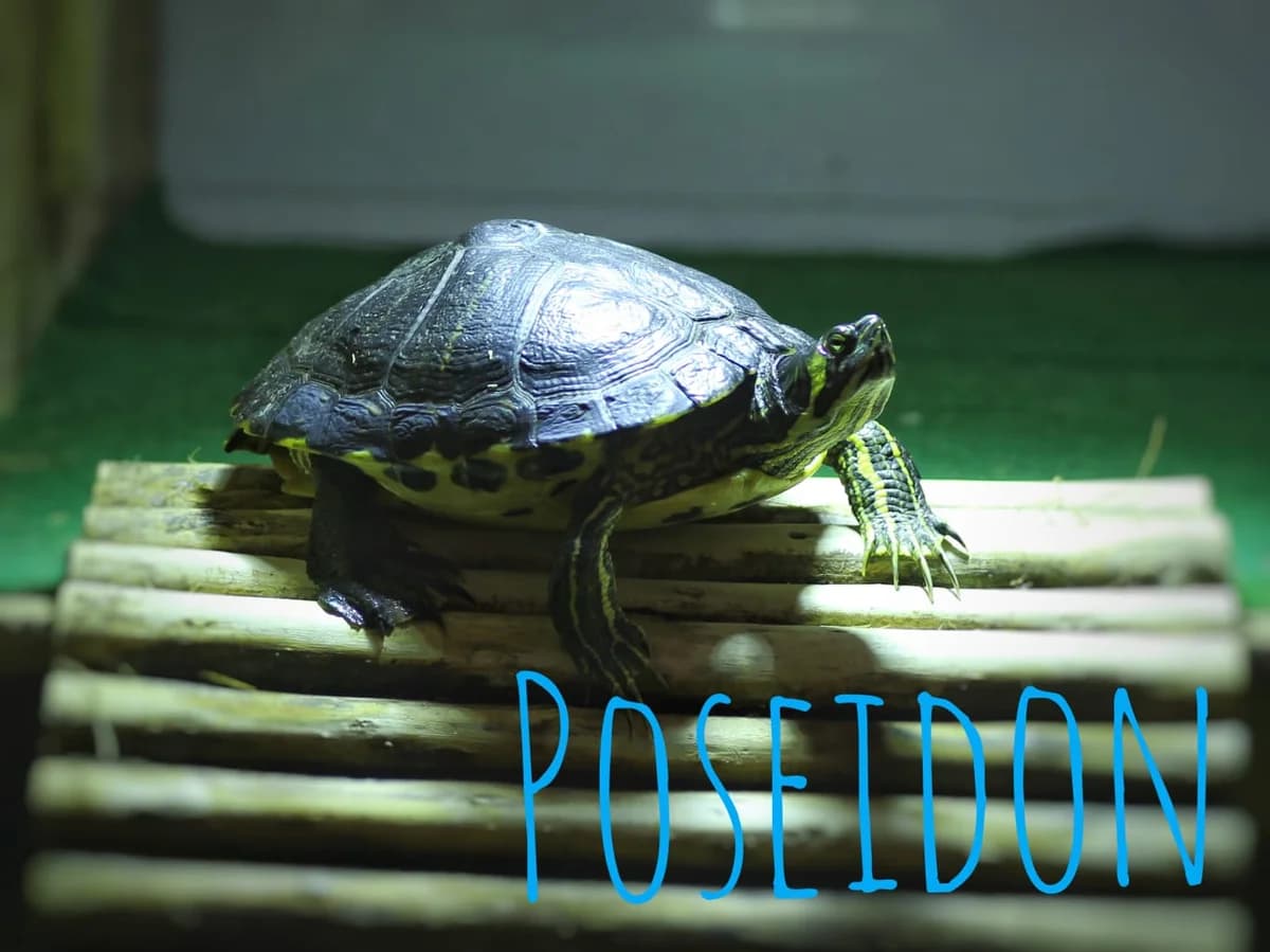 Poseidon, male mixed breed for adoption at Tierheim Herford, Herford