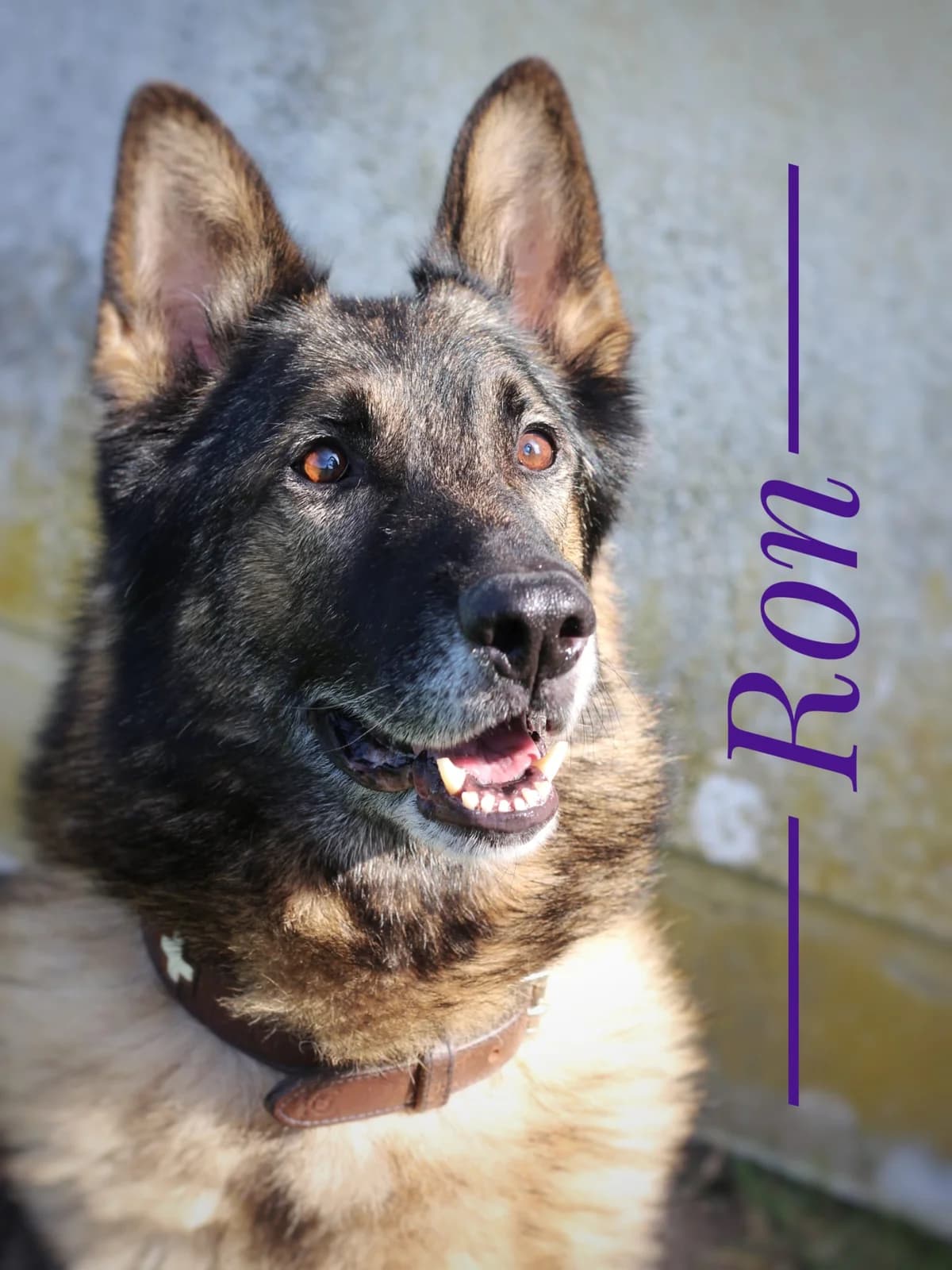 Ron, male German Shepherd for adoption at Tierheim Herford, Herford
