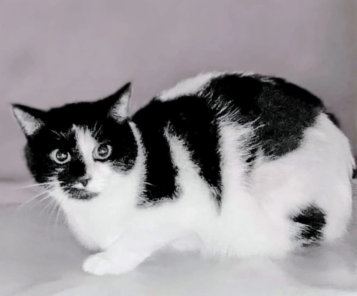 Shari, female mixed breed for adoption at Tierheim Herford, Herford