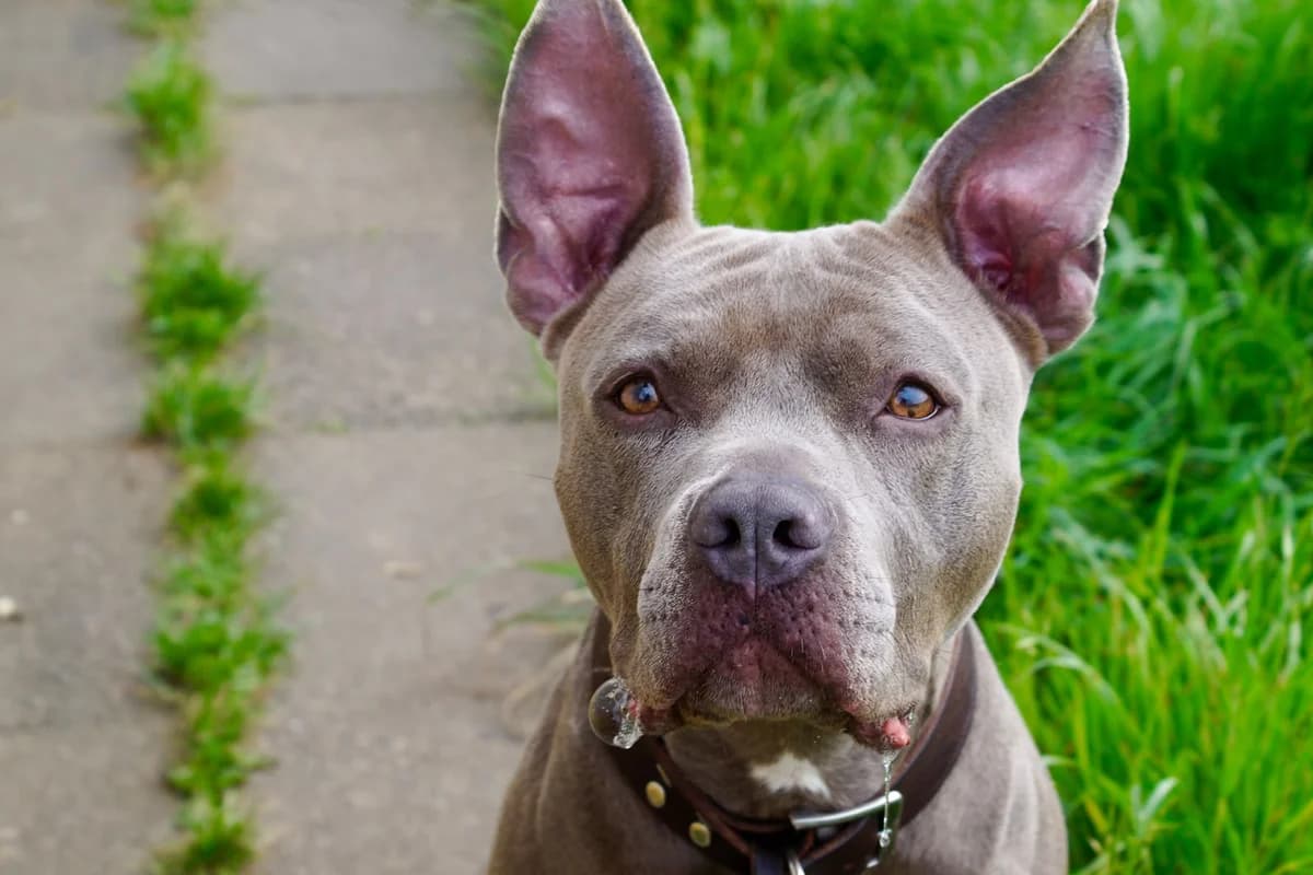 Silva, female puppy Staffordshire Bull Terrier for adoption at Tierheim Herford, Herford
