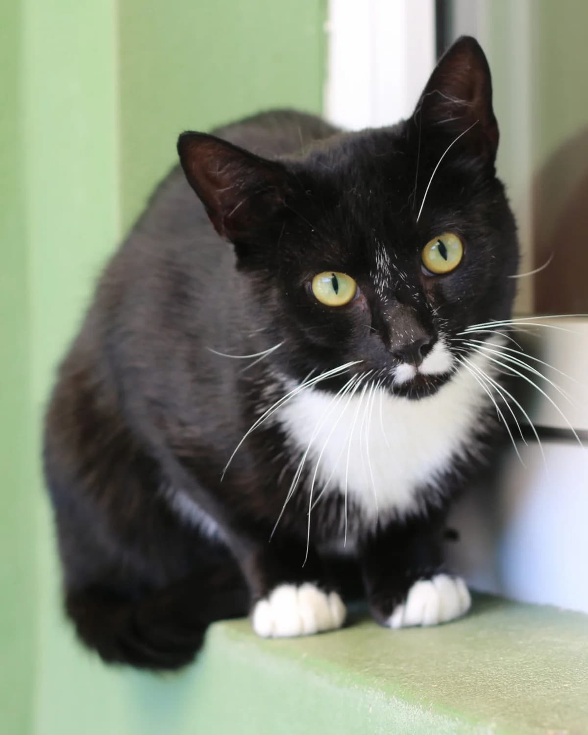 Sultan, male Mixed Breed for adoption at Tierheim Herford, Herford
