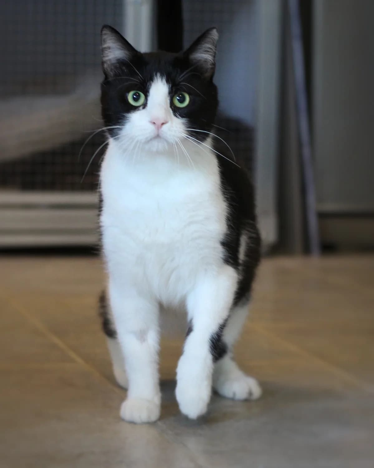 Thor, male Mixed Breed for adoption at Tierheim Herford, Herford