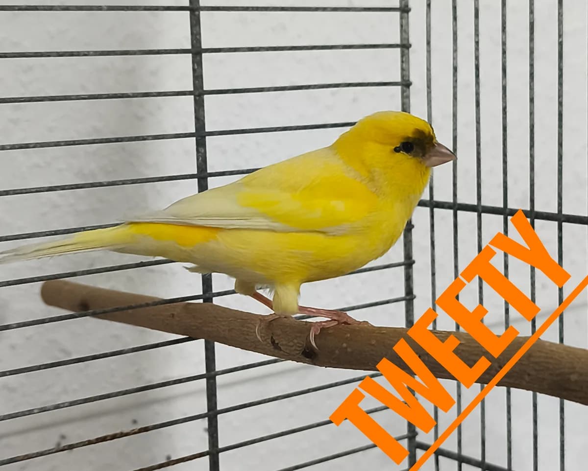 Tweety, male mixed breed for adoption at Tierheim Herford, Herford
