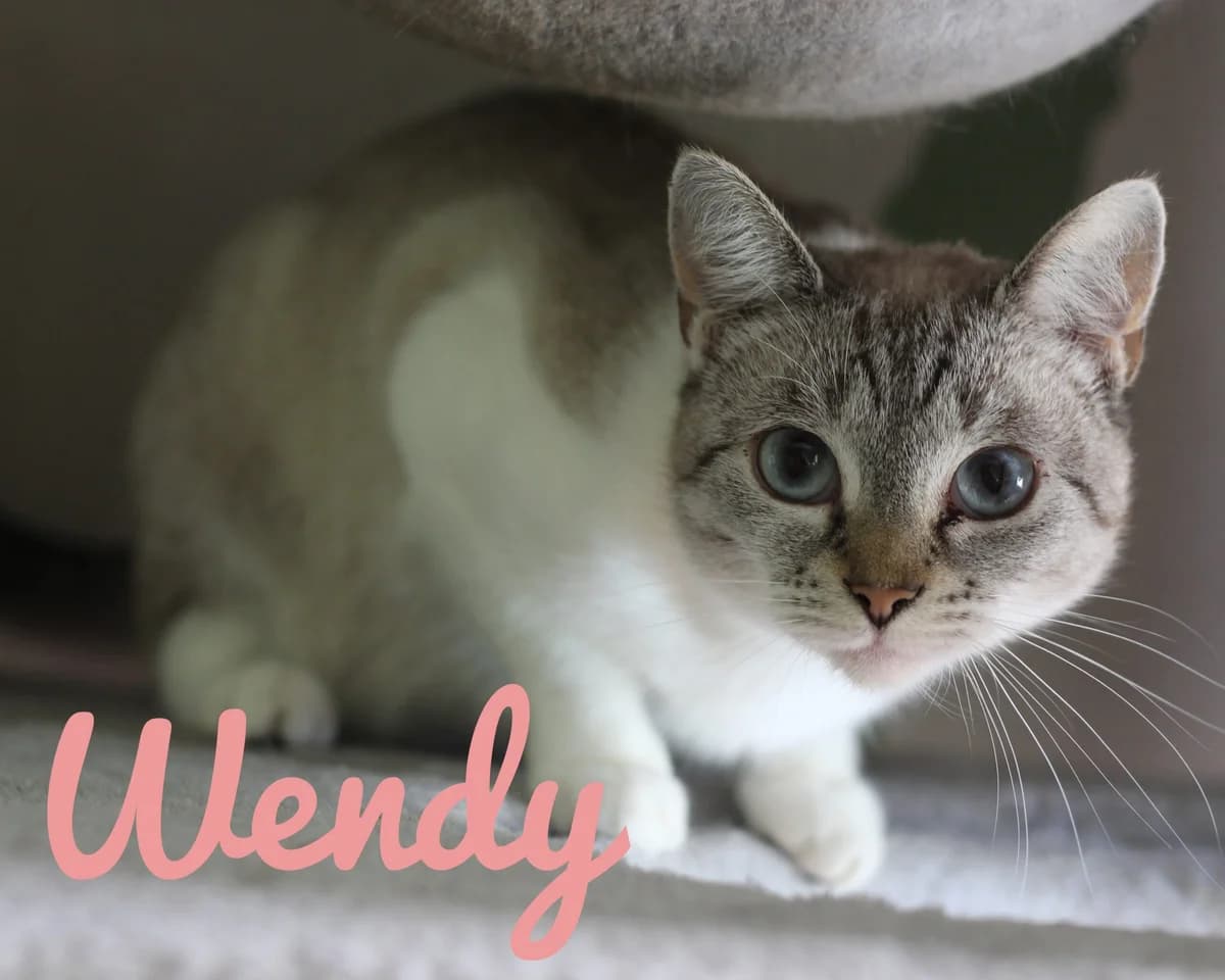 Wendy, female Mixed Breed for adoption at Tierheim Herford, Herford