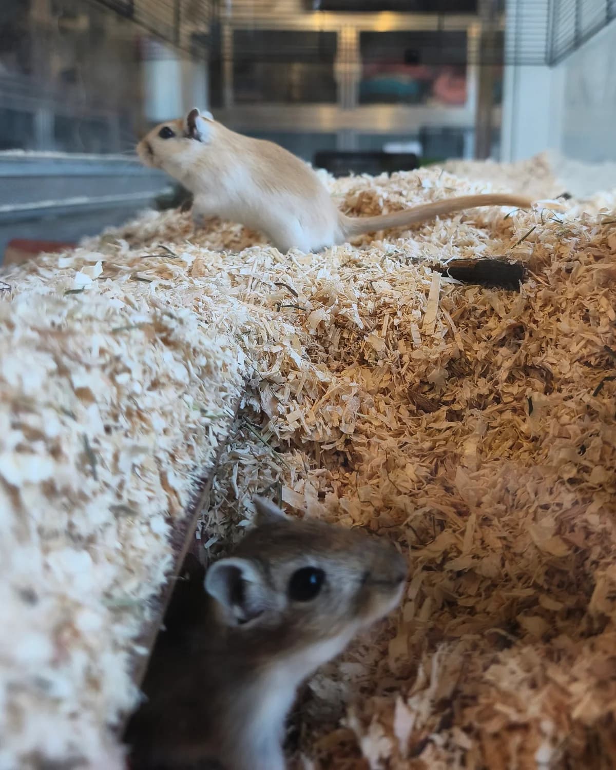 Wüstenrennmäuse, male mixed breed for adoption at Tierheim Herford, Herford