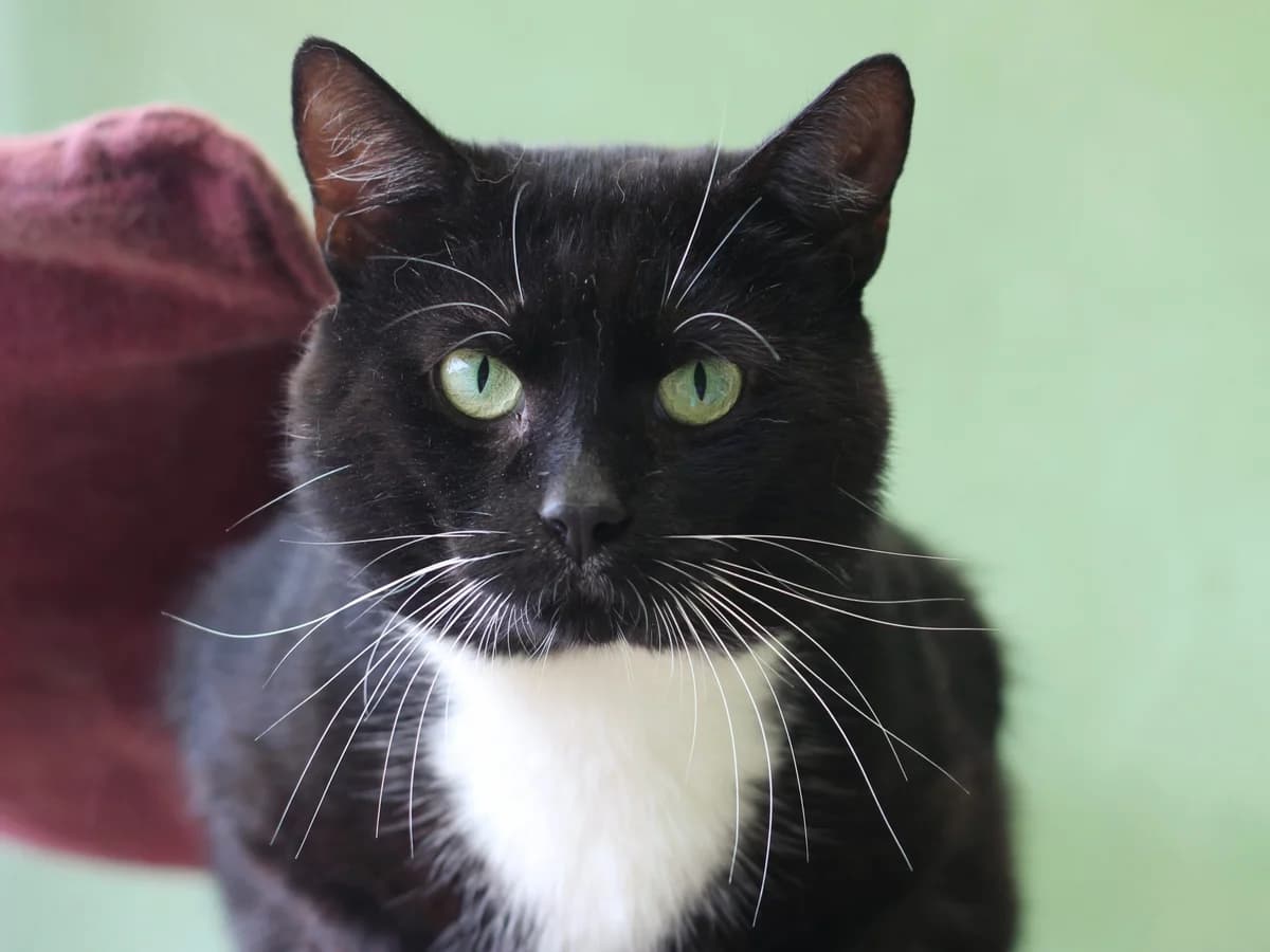Xanto, schwarz male Mixed Breed for adoption at Tierheim Herford, Herford