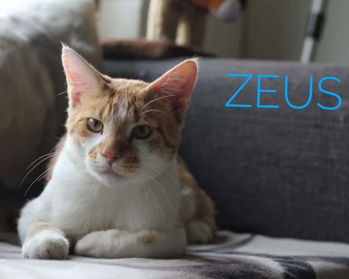 Zeus, rot male Mixed Breed for adoption at Tierheim Herford, Herford