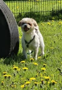 Adriana, female puppy mixed breed for adoption at Tierheim Herne-Wanne, Herne