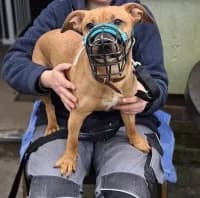 Alfred, male mixed breed for adoption at Herne