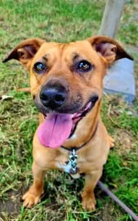 Alfred, male 3yo mixed breed for adoption at Tierheim Herne-Wanne, Herne