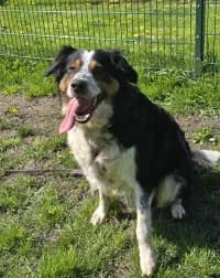 Alice Nur mit Ron, female 7yo Bernese Mountain Dog for adoption at Tierheim Herne-Wanne, Herne