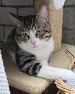 Aslan (nur mit Boncuk), mixed breed for adoption at Tierheim Herne-Wanne, Herne