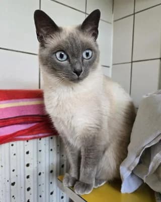 Ayla, female 4yo Birman for adoption at Tierheim Herne-Wanne, Herne