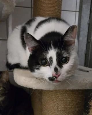 Baghira (nur mit Elli), male senior European Shorthair for adoption at Tierheim Herne-Wanne, Herne