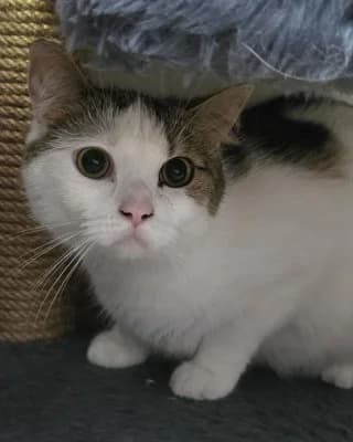 Balou (mit Minka), male young European Shorthair for adoption at Tierheim Herne-Wanne, Herne