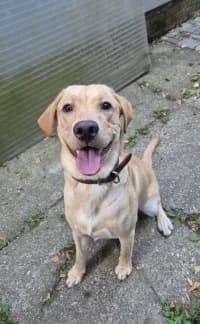 Barney, male puppy Labrador Retriever for adoption at Tierheim Herne-Wanne, Herne