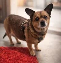 Bella, female Dachshund for adoption at Tierheim Herne-Wanne, Herne