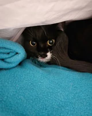 Bella, female European Shorthair for adoption at Tierheim Herne-Wanne, Herne