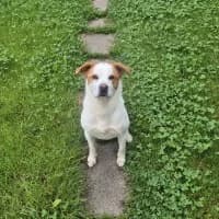 Boli, male 4yo Mixed Breed for adoption at Tierheim Herne-Wanne, Herne