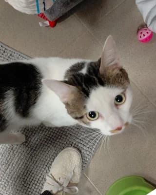 Cat, male young European Shorthair for adoption at Tierheim Herne-Wanne, Herne