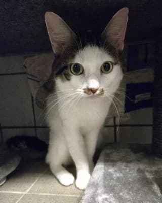 Cat (nur mit Creamy), male young European Shorthair for adoption at Tierheim Herne-Wanne, Herne