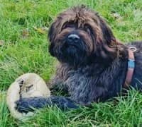 Catalino, male mixed breed for adoption at Herne