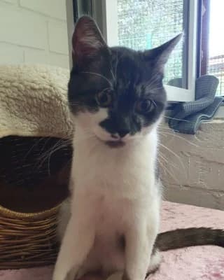 Chester (nur mit Cooper), male British Shorthair for adoption at Tierheim Herne-Wanne, Herne