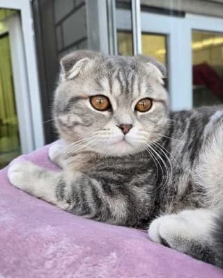 Chicco (nur mit Mizza), male mixed breed for adoption at Tierheim Herne-Wanne, Herne