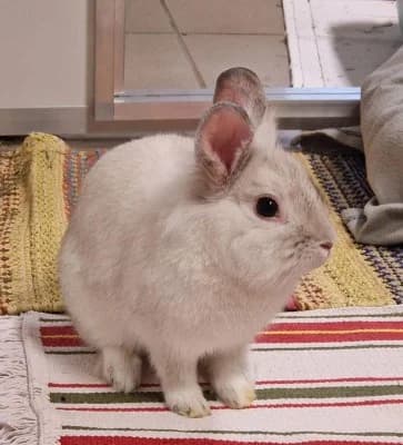 Chilly, male mixed breed for adoption at Tierheim Herne-Wanne, Herne
