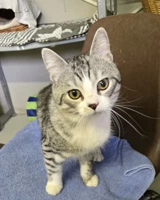 Cooper (mit Chester), male European Shorthair for adoption at Tierheim Herne-Wanne, Herne
