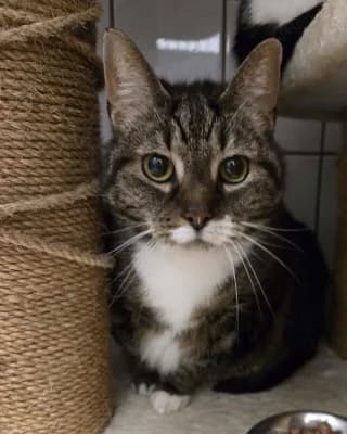 Elli (nur mit Baghira), female senior European Shorthair for adoption at Tierheim Herne-Wanne, Herne