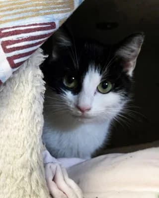 Emma, female European Shorthair for adoption at Tierheim Herne-Wanne, Herne