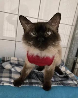 Filou, female senior Birman for adoption at Tierheim Herne-Wanne, Herne