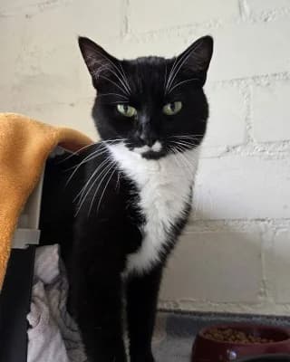 Freya, female European Shorthair for adoption at Tierheim Herne-Wanne, Herne