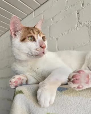 Gigi, male European Shorthair for adoption at Tierheim Herne-Wanne, Herne