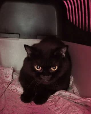 Guts, male European Shorthair for adoption at Tierheim Herne-Wanne, Herne