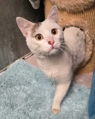 Hagen von Tronje, male young European Shorthair for adoption at Tierheim Herne-Wanne, Herne