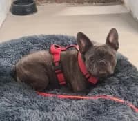Hugo, male French Bulldog for adoption at Tierheim Herne-Wanne, Herne