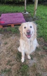 Hugo, golden male 4yo Golden Retriever for adoption at Tierheim Herne-Wanne, Herne