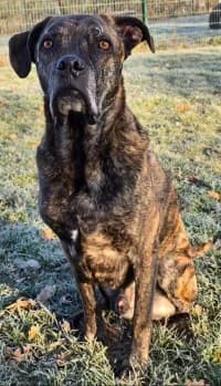 Inspector Barnaby (Barney), male mixed breed for adoption at Herne