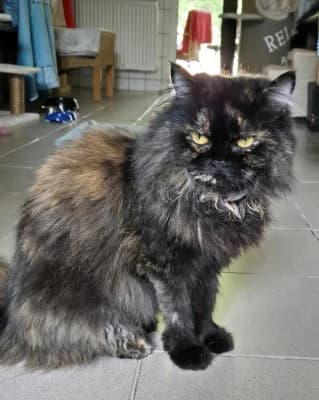 Kaida, female 4yo mixed breed for adoption at Tierheim Herne-Wanne, Herne