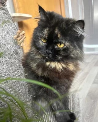 Kaida, female 4yo mixed breed for adoption at Tierheim Herne-Wanne, Herne