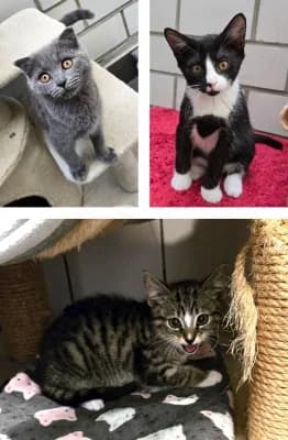 Kitten/Jungkatzen, puppy European Shorthair for adoption at Tierheim Herne-Wanne, Herne