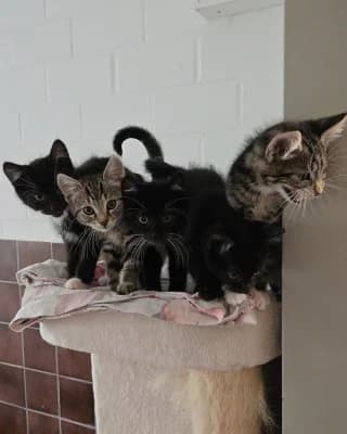 Kitten/Jungkatzen, puppy European Shorthair for adoption at Tierheim Herne-Wanne, Herne