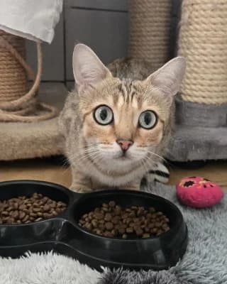 Kitty, female Bengal for adoption at Tierheim Herne-Wanne, Herne