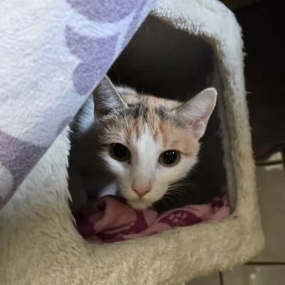 Kizia, female European Shorthair for adoption at Tierheim Herne-Wanne, Herne
