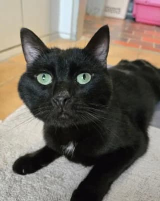 Knox, male European Shorthair for adoption at Tierheim Herne-Wanne, Herne