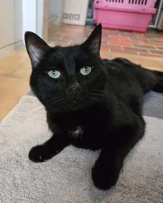 Knox, male European Shorthair for adoption at Tierheim Herne-Wanne, Herne